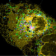Image: Valm et al